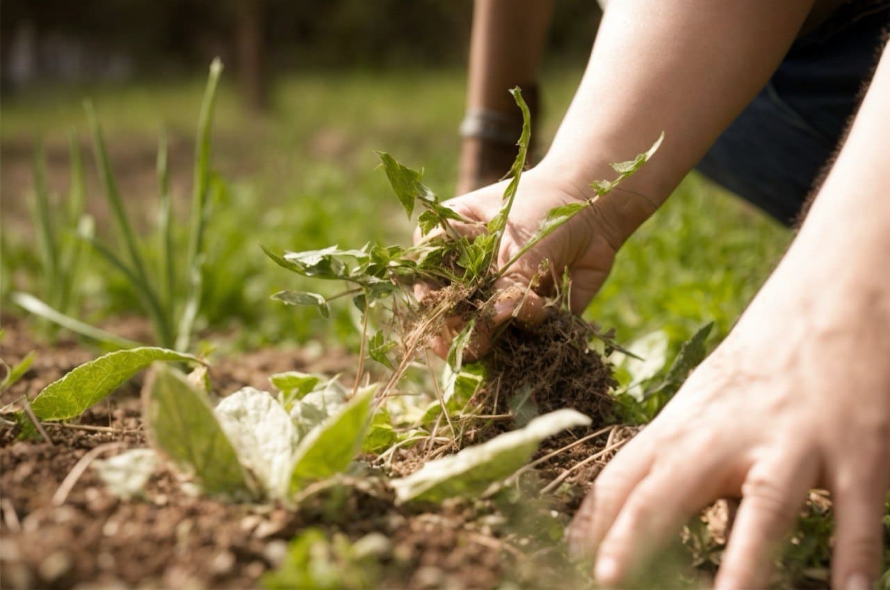Scopri come eliminare erbacce dal giardino in modo naturale ed ecologico. Tutti i passi per un giardino sano senza prodotti chimici