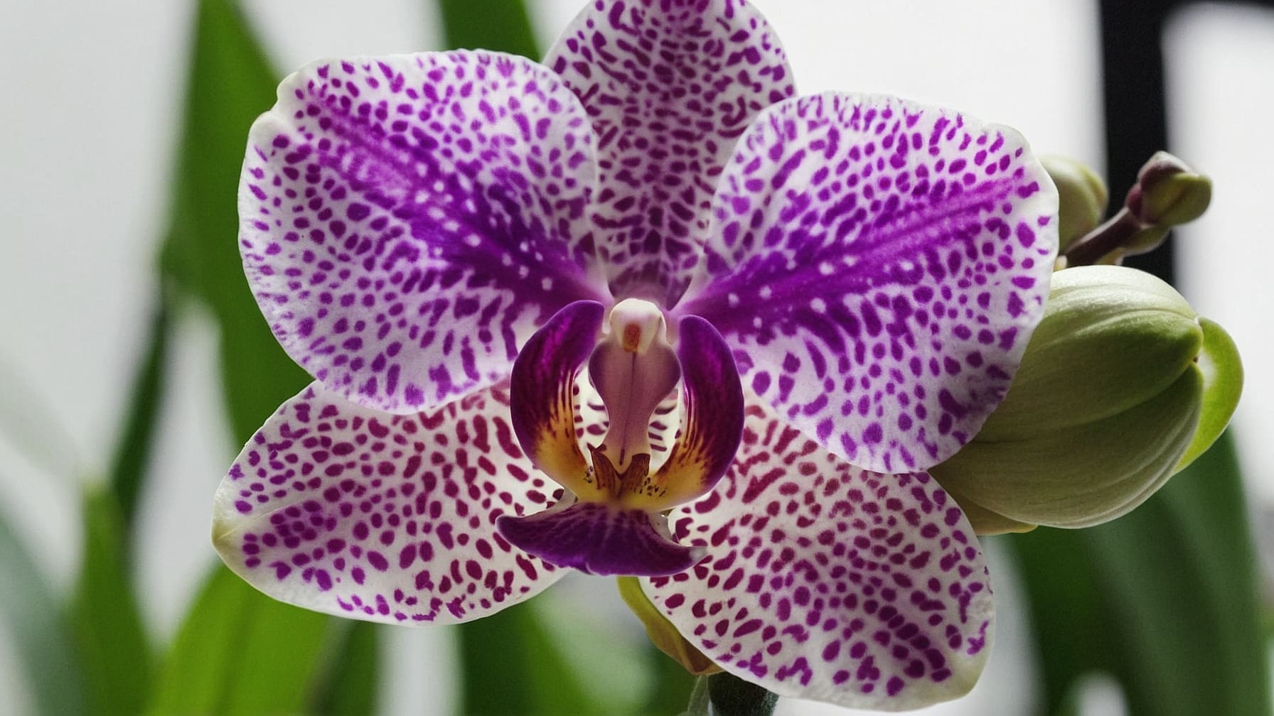 Orchidee regalo festa mamma: scopri perché rappresentano il dono perfetto, unendo eleganza, varietà e significato profondo