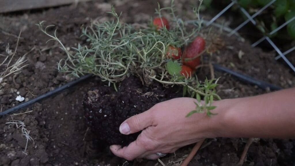 Coltivare rosmarino guida completa: scopri come piantare, curare e utilizzare il rosmarino per cucina e salute. Consigli pratici per tutti