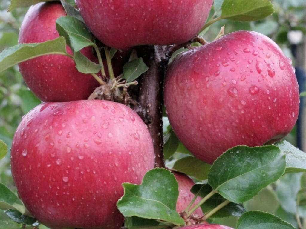 Albero di melo: varietà, coltivazione, cura e potatura. Guida completa per coltivarlo con successo nel proprio giardino o frutteto