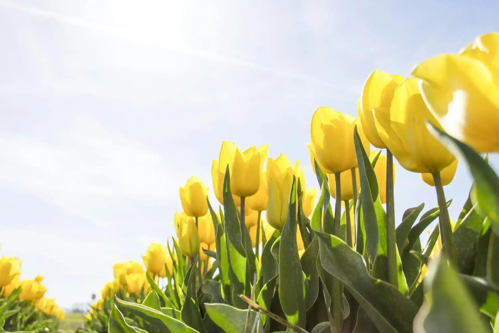 I fiori del mese di maggio: guida alle specie più colorate e profumate. Consigli su come coltivarli al meglio nel proprio spazio verde